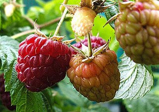 himbeeren